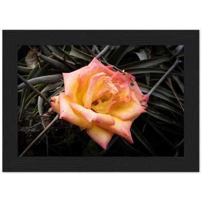 A Rosy Sunset - Framed Poster