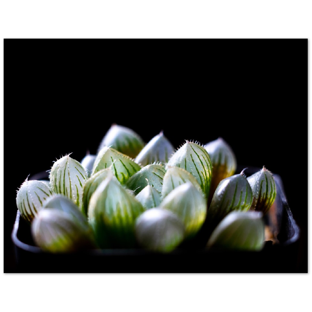 Haworthia Succulent - Poster