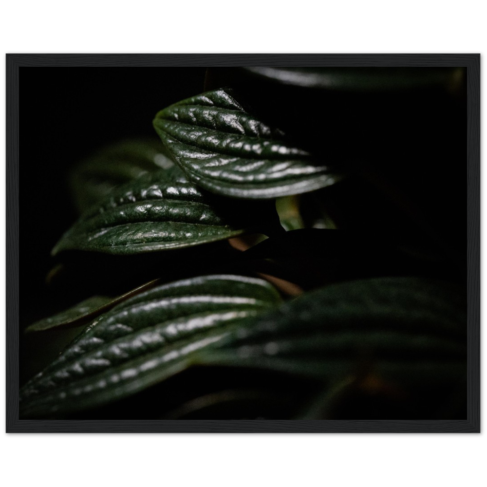 Moody Peperomia -  Wood Framed Poster