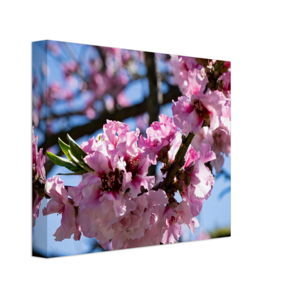 Cherry Blossoms - Canvas Print