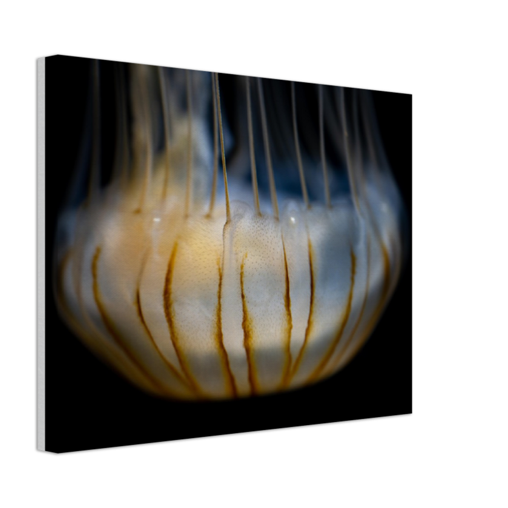 Sea Nettle - Canvas