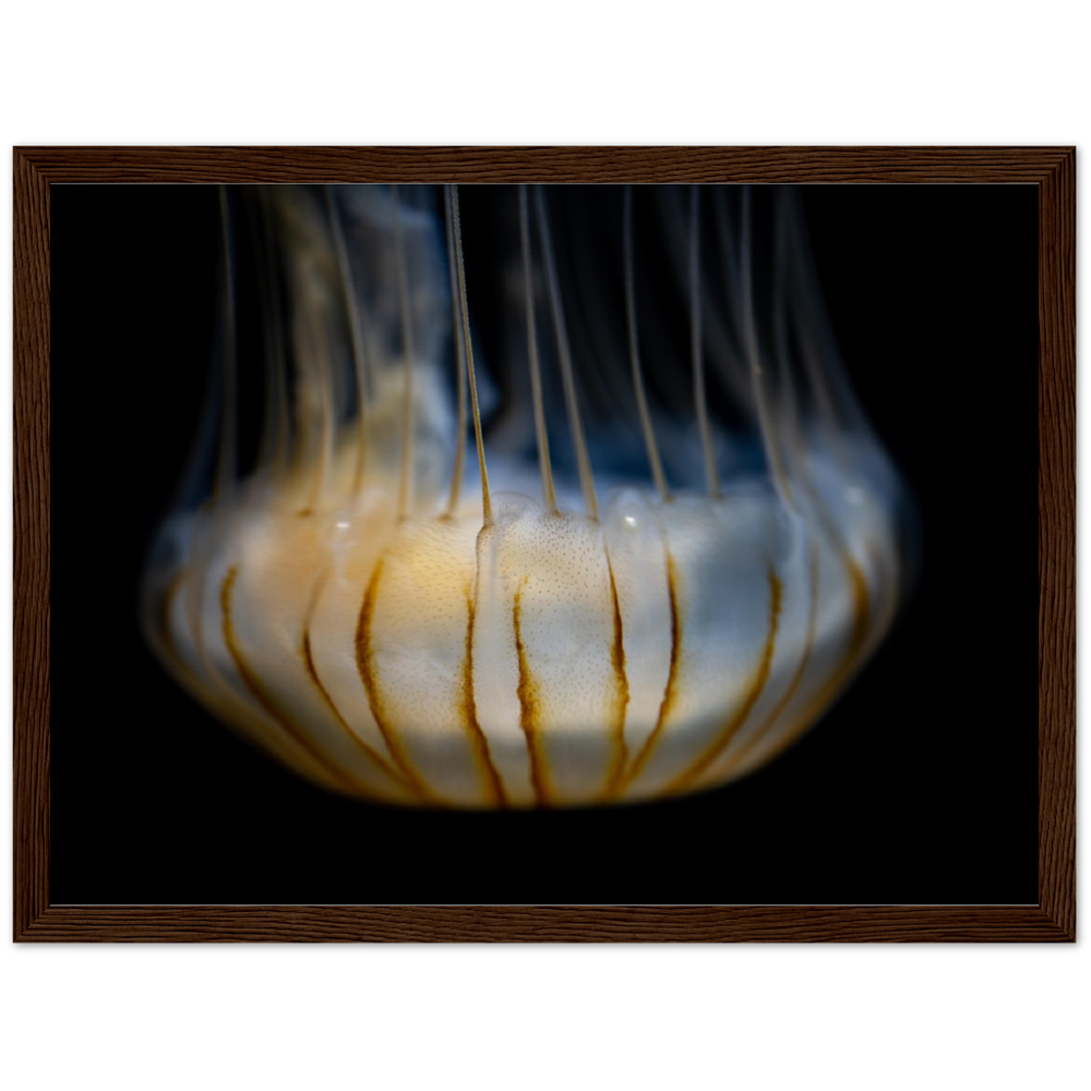 Sea Jelly - Wooden Framed Poster