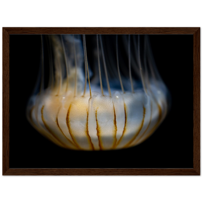 Sea Jelly - Wooden Framed Poster