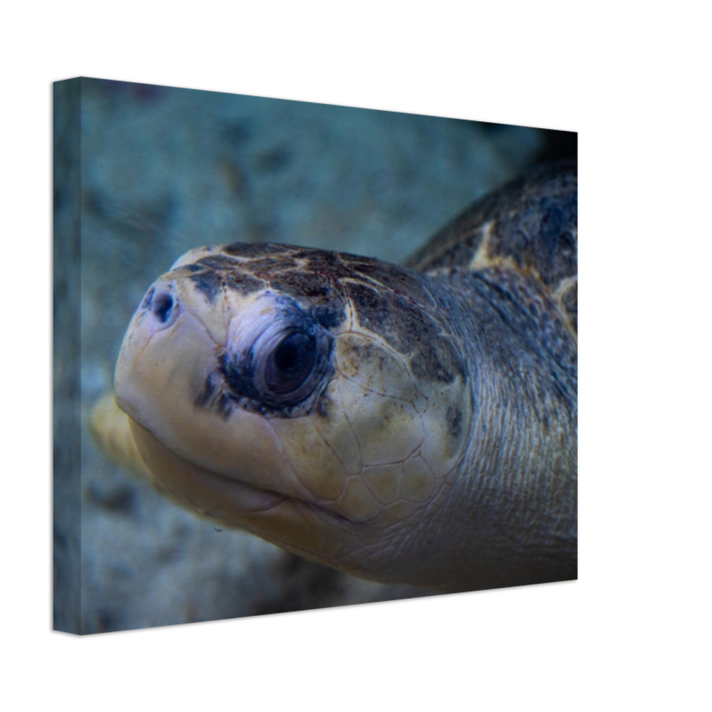 Sea Turtle - Canvas Print