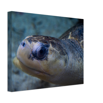 Sea Turtle - Canvas Print
