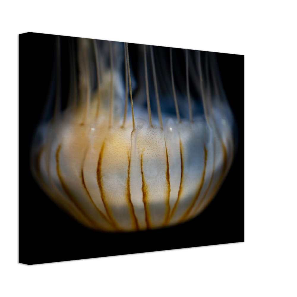 Sea Nettle - Canvas