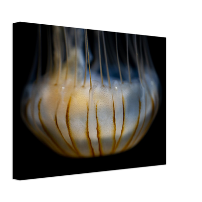 Sea Nettle - Canvas
