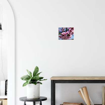Cherry Blossoms - Canvas Print