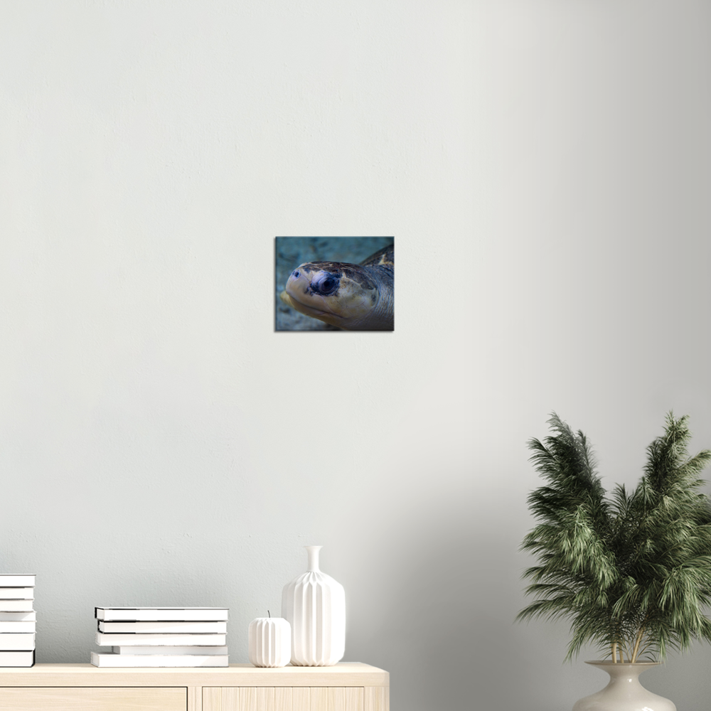 Sea Turtle - Canvas Print