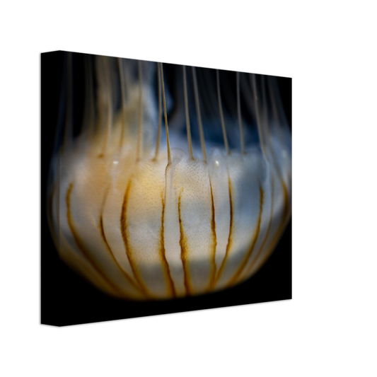 Sea Nettle - Canvas