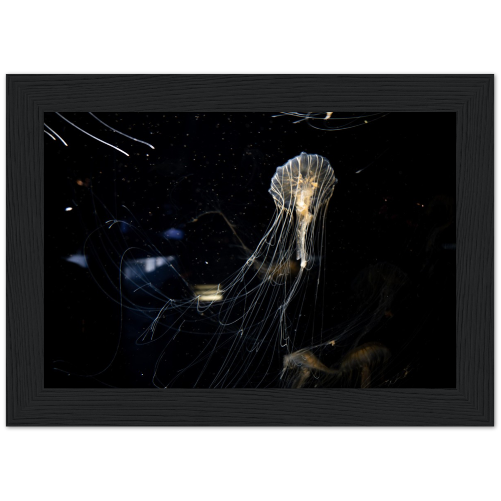 Sea Nettle - Framed Poster