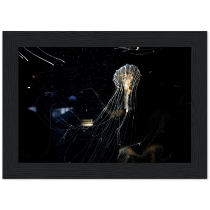 Sea Nettle - Framed Poster