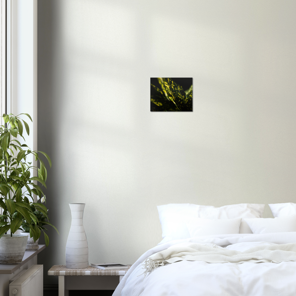 Aucuba - Canvas Print