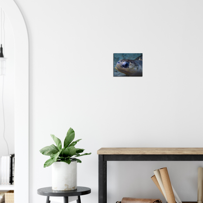 Sea Turtle - Canvas Print