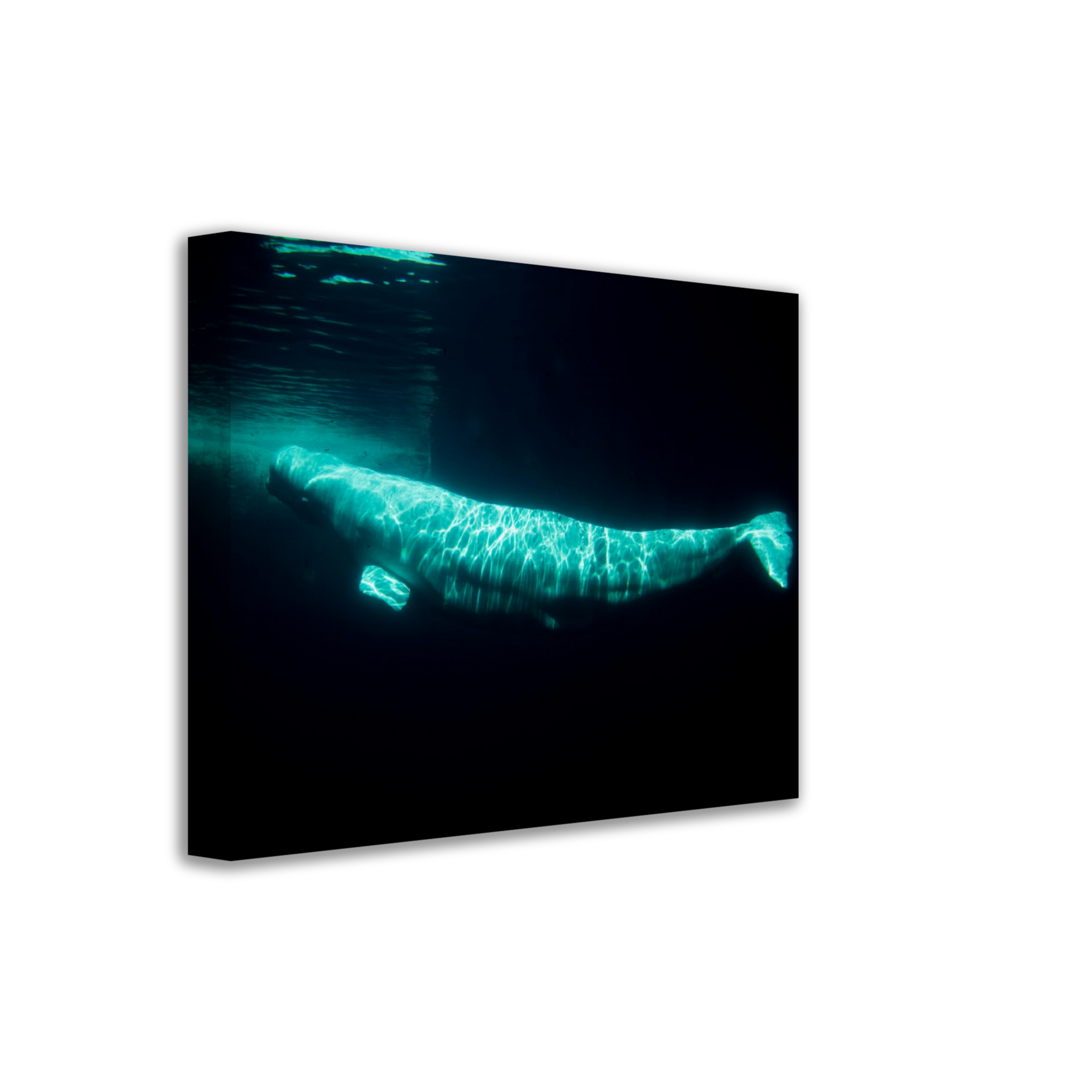 Beluga - Canvas