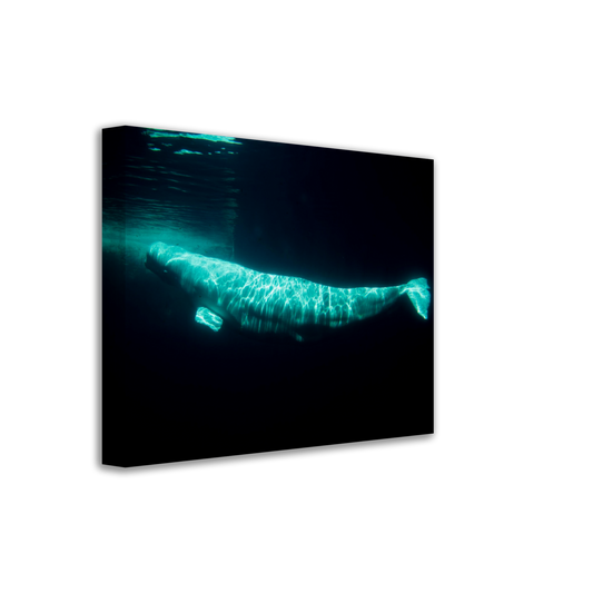 Beluga - Canvas