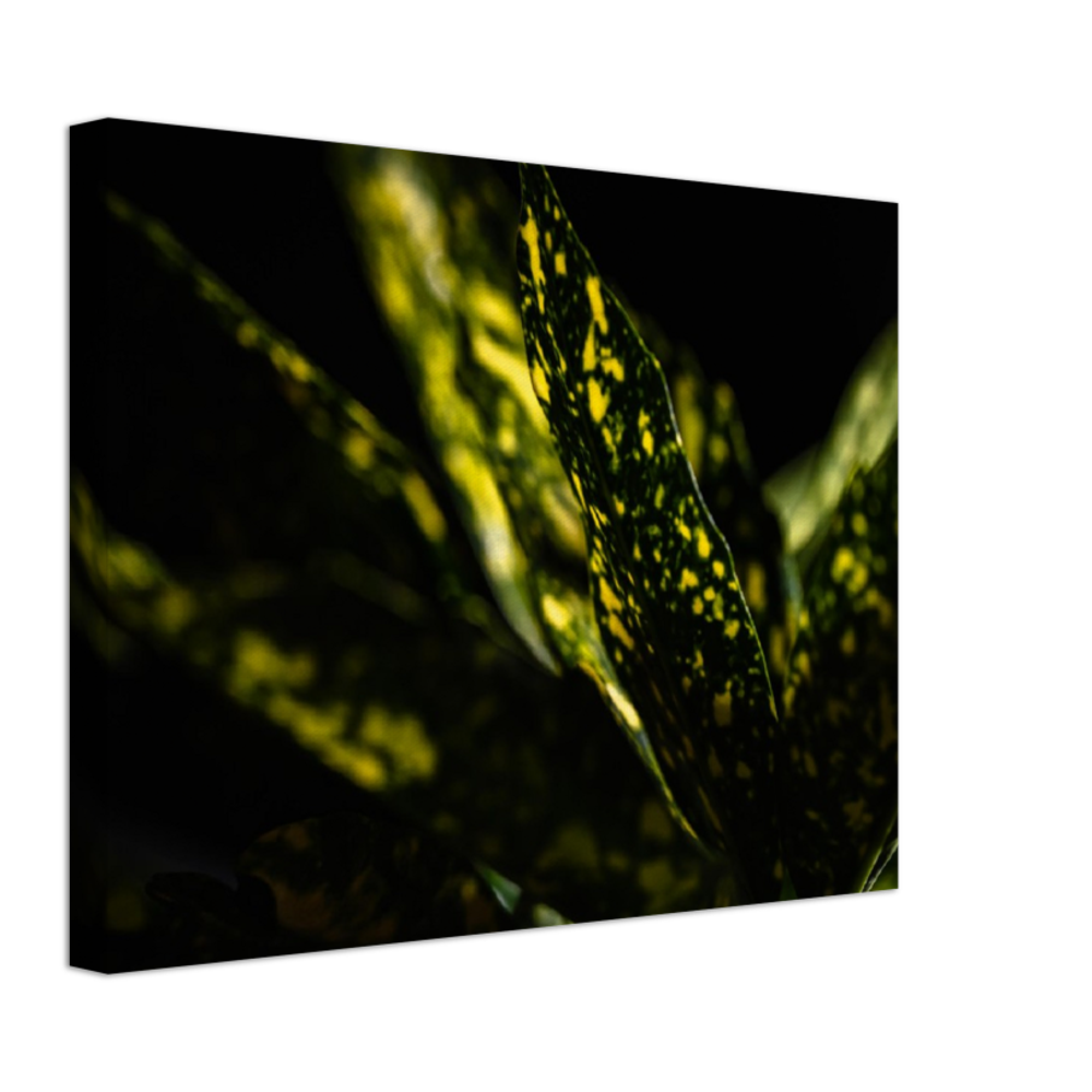 Aucuba - Canvas Print