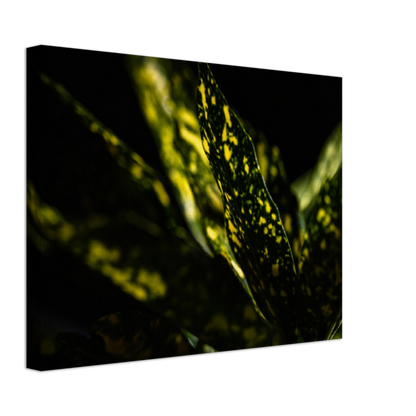Aucuba - Canvas Print