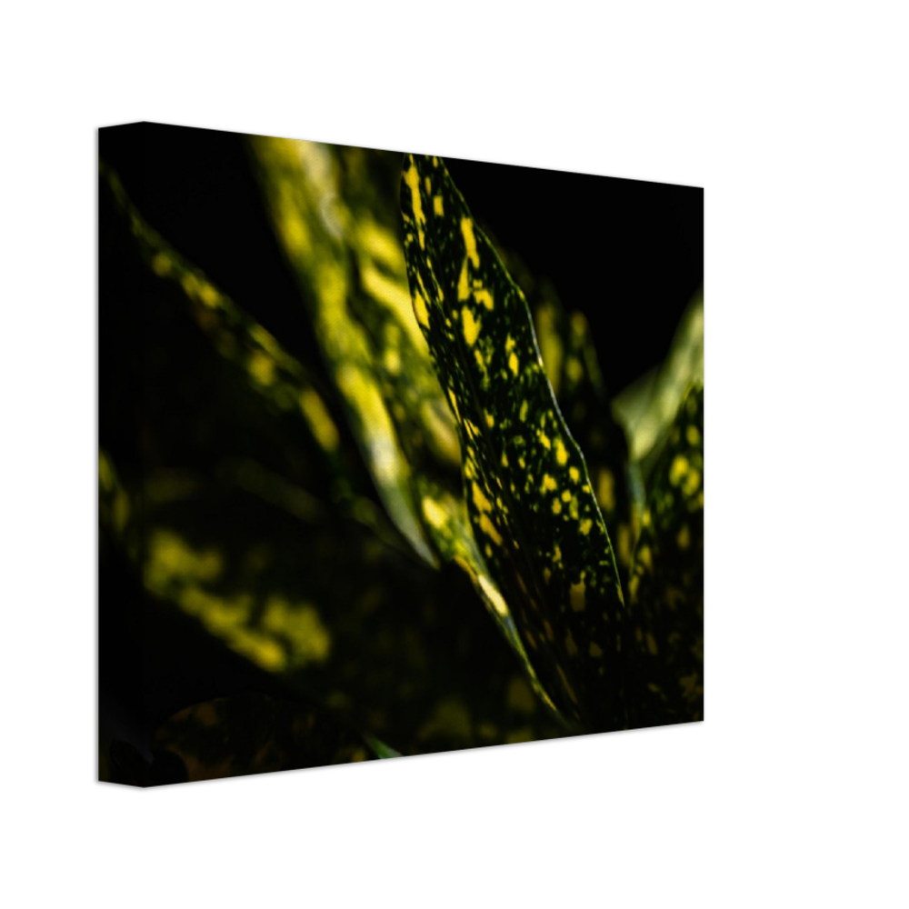 Aucuba - Canvas Print