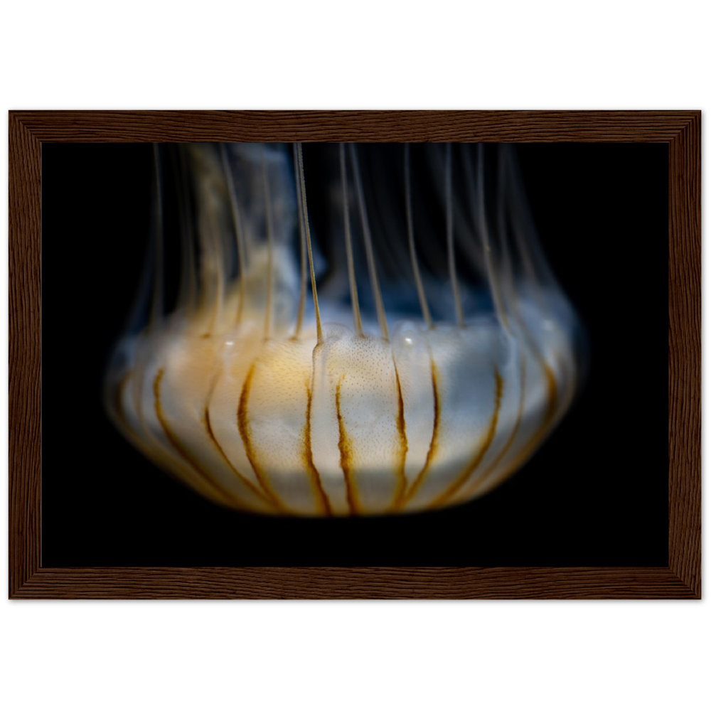 Sea Jelly - Wooden Framed Poster