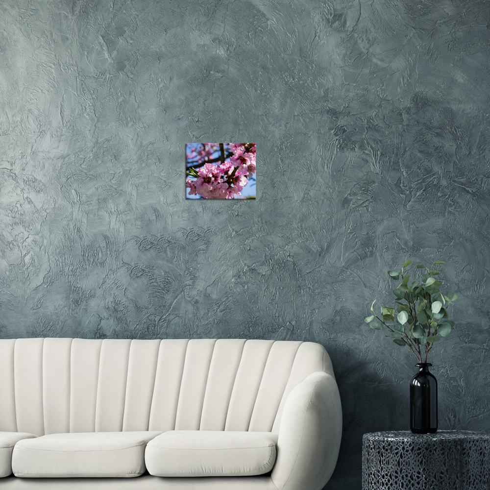Cherry Blossoms - Canvas Print