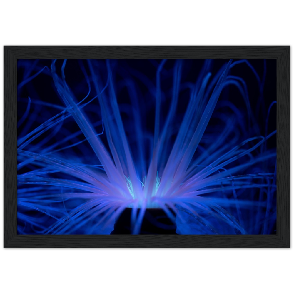 Glowing Anemone - Wooden Framed Poster