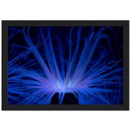 Glowing Anemone - Wooden Framed Poster