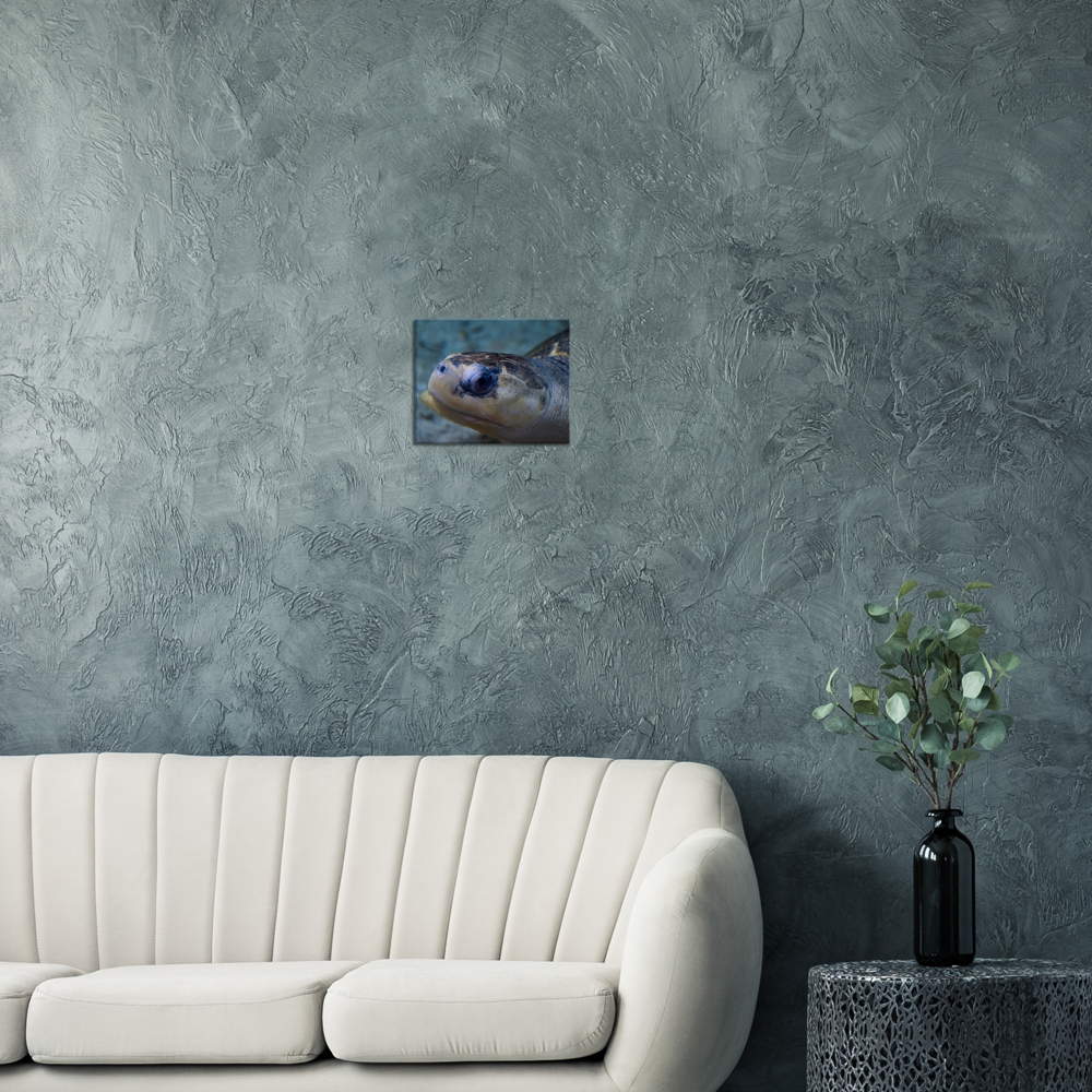 Sea Turtle - Canvas Print