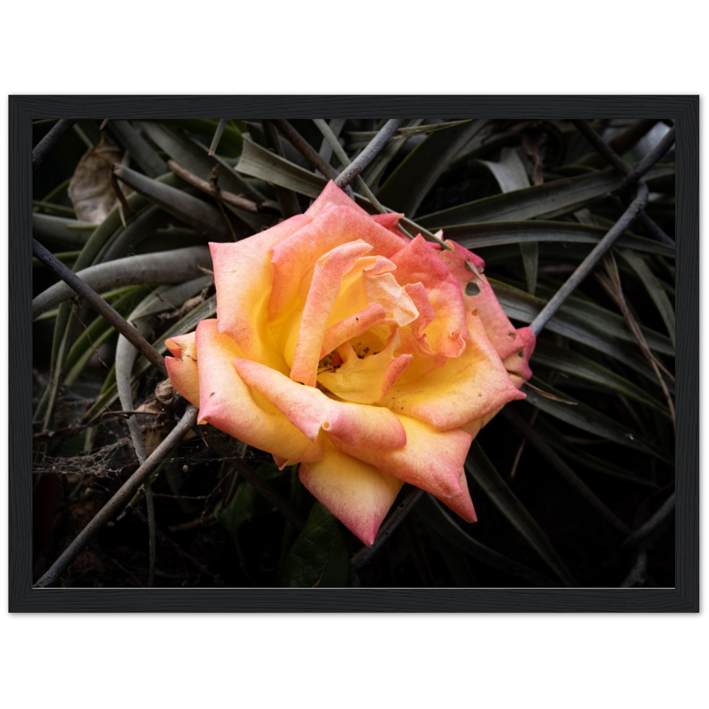 A Rosy Sunset - Framed Poster