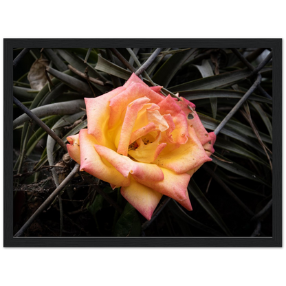 A Rosy Sunset - Framed Poster