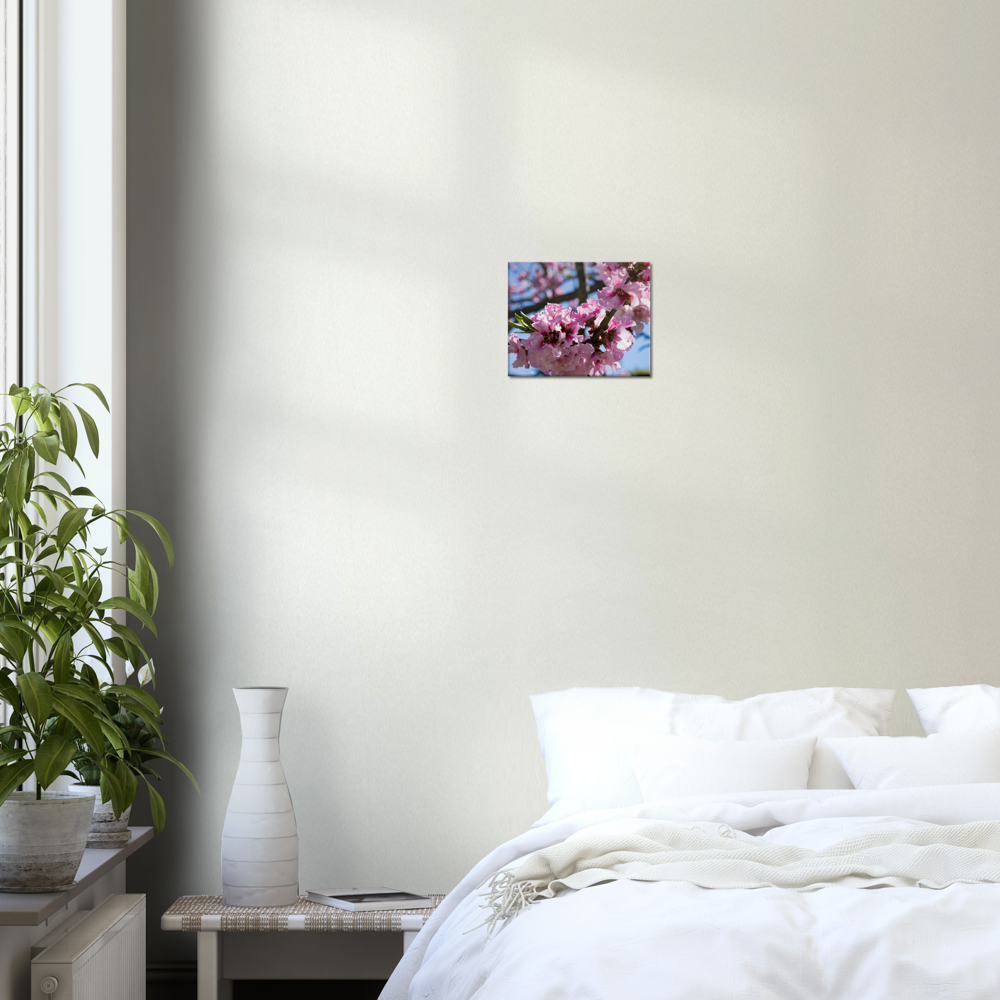 Cherry Blossoms - Canvas Print