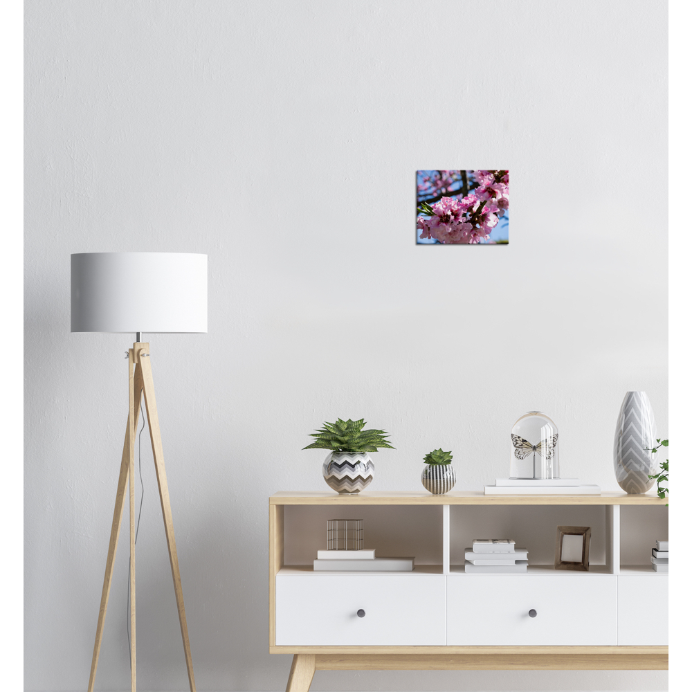 Cherry Blossoms - Canvas Print