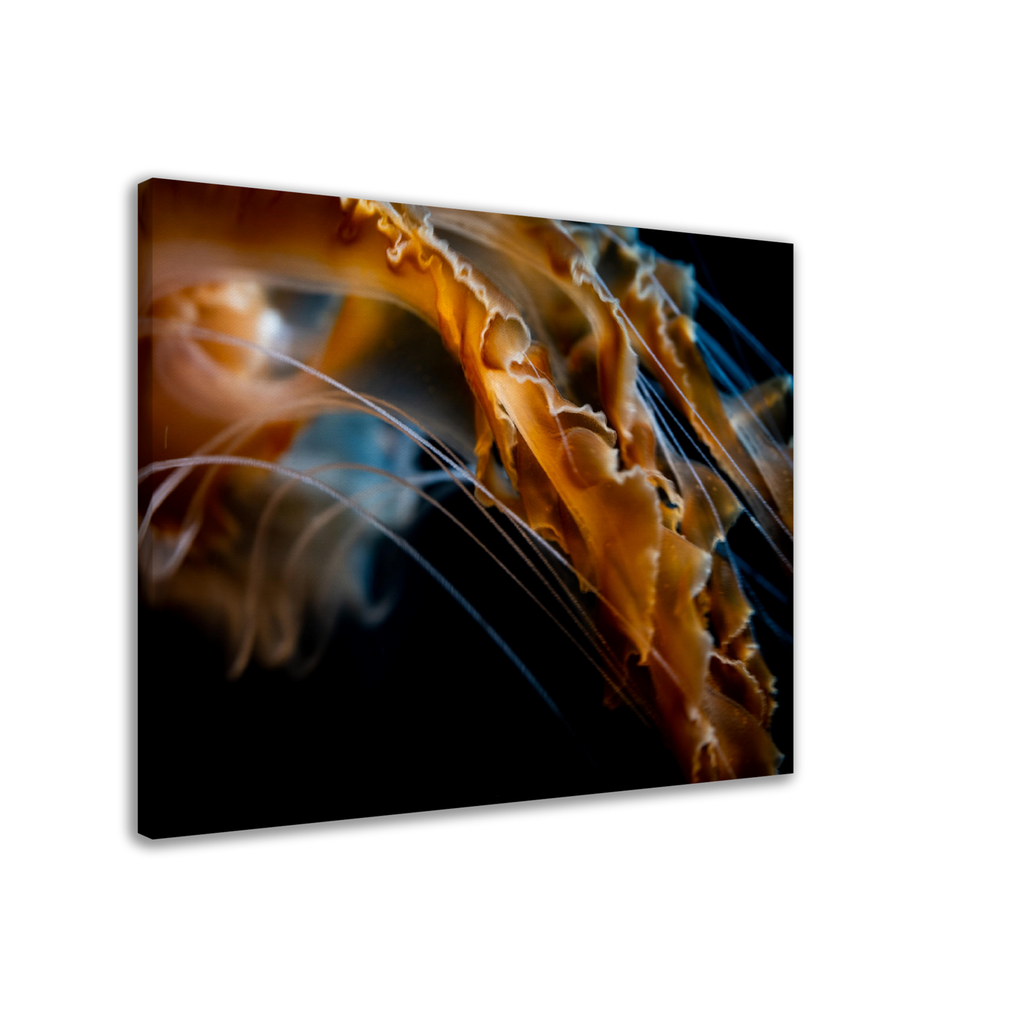 Sea Jelly Tentacles- Canvas