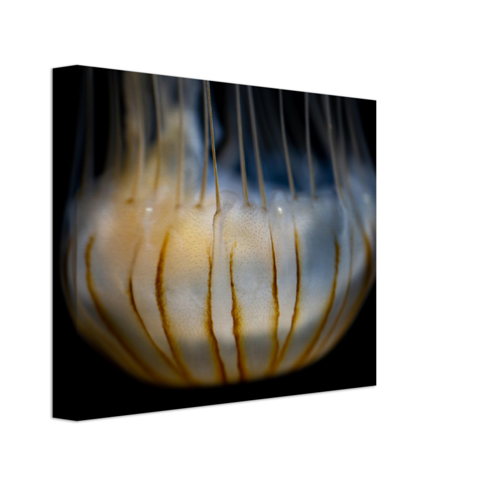 Sea Nettle - Canvas