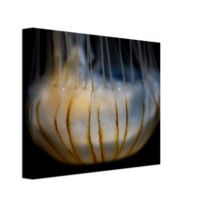 Sea Nettle - Canvas