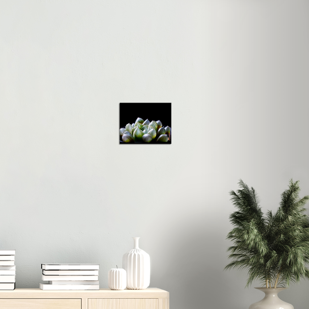 Haworthia Succulent - Canvas Print