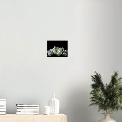 Haworthia Succulent - Canvas Print
