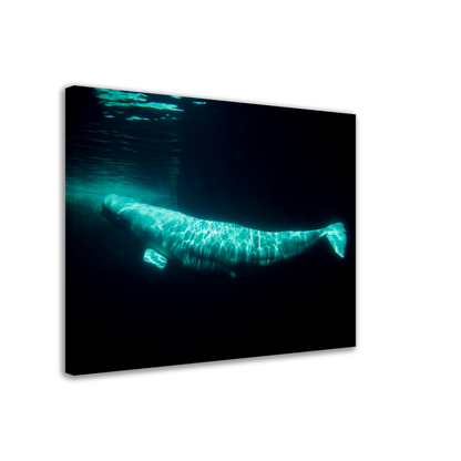 Beluga - Canvas