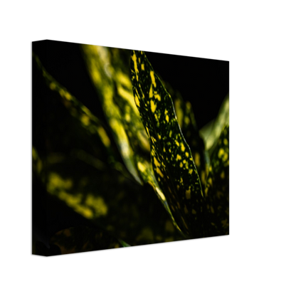 Aucuba - Canvas Print