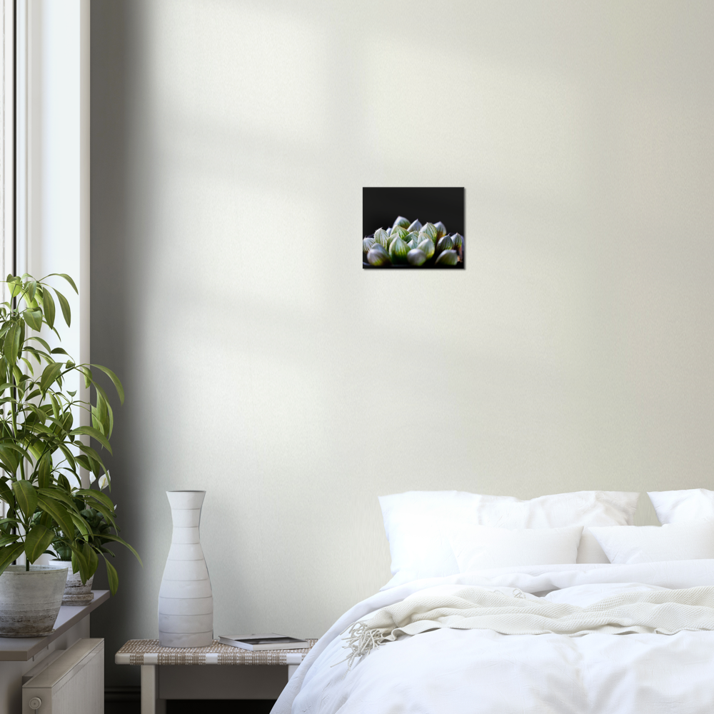Haworthia Succulent - Canvas Print