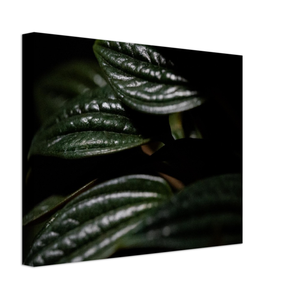 Moody Peperomia -  Canvas