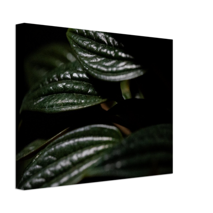 Moody Peperomia -  Canvas