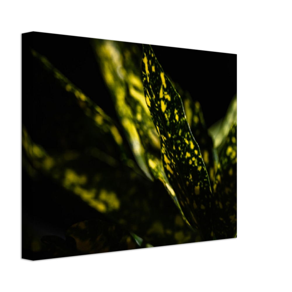 Aucuba - Canvas Print