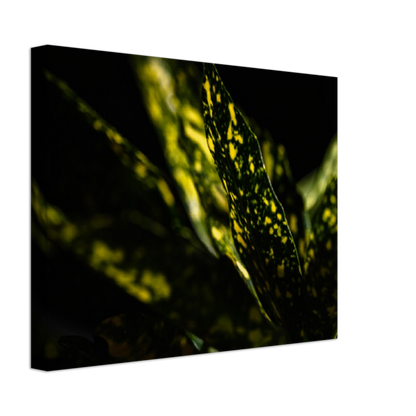 Aucuba - Canvas Print