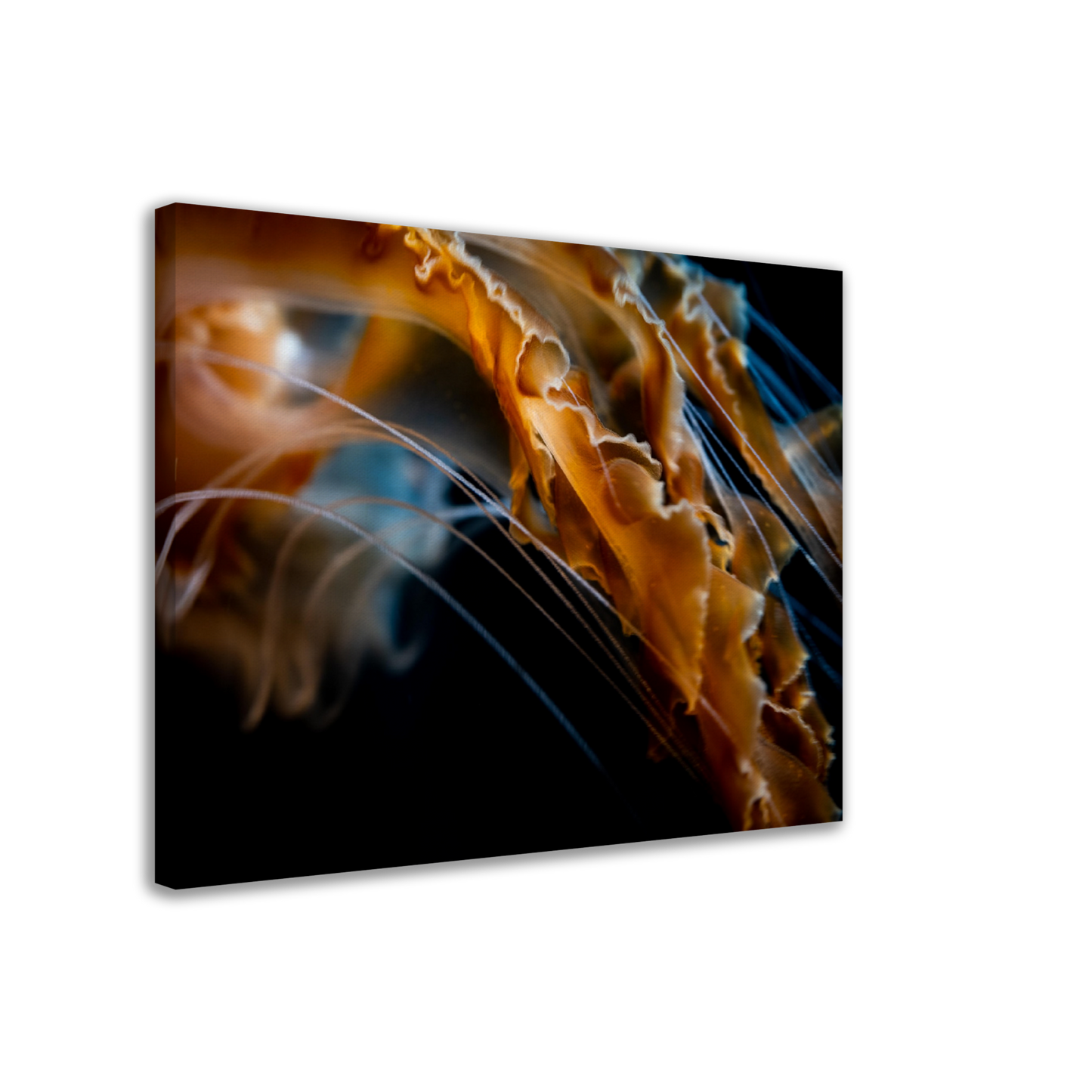 Sea Jelly Tentacles- Canvas