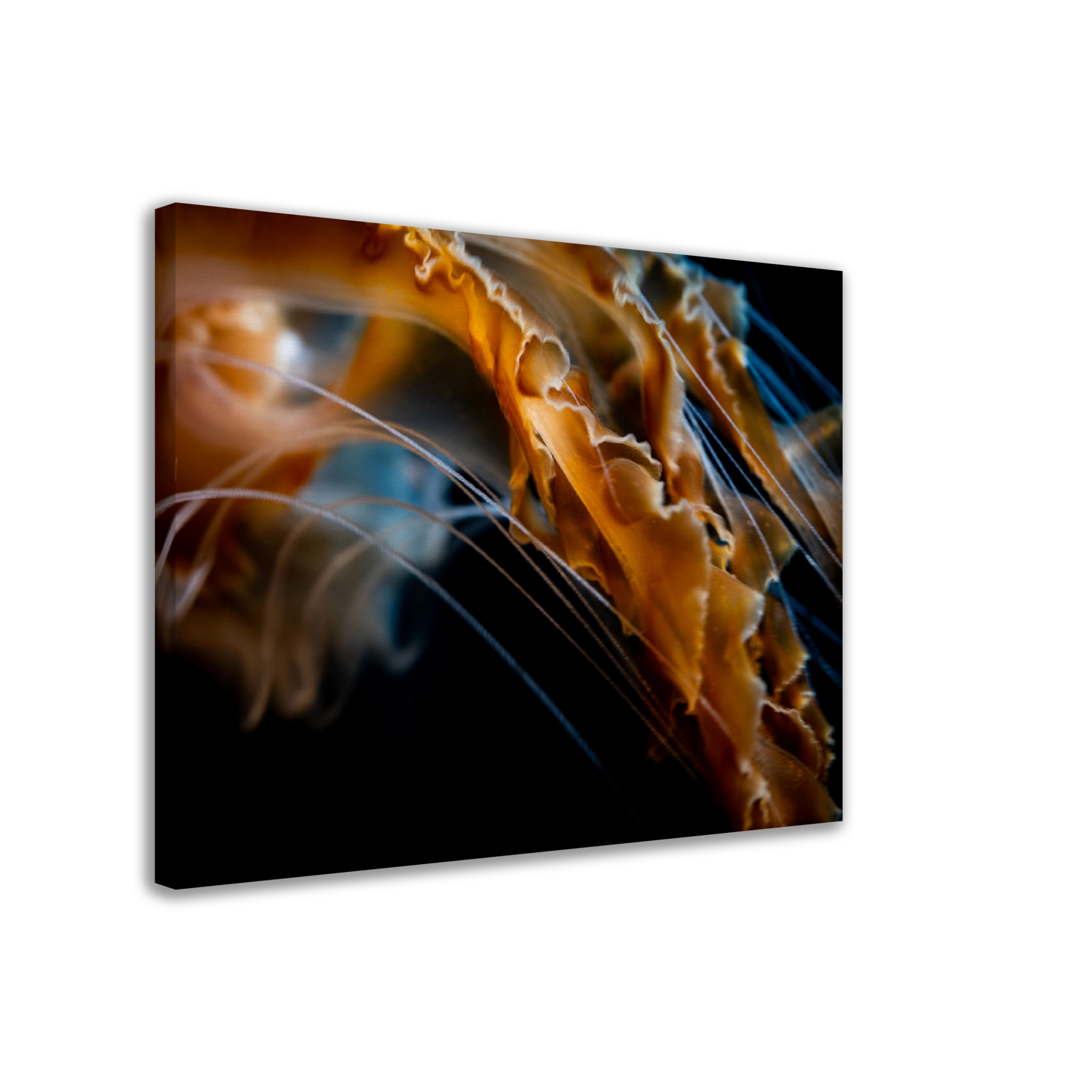 Sea Jelly Tentacles- Canvas