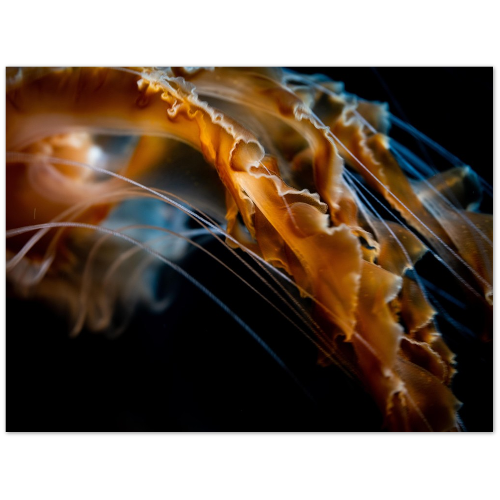 Pacific Sea Nettle - Poster