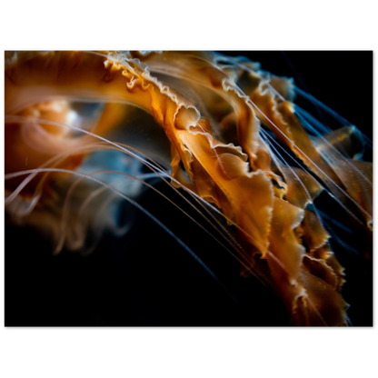 Pacific Sea Nettle - Poster