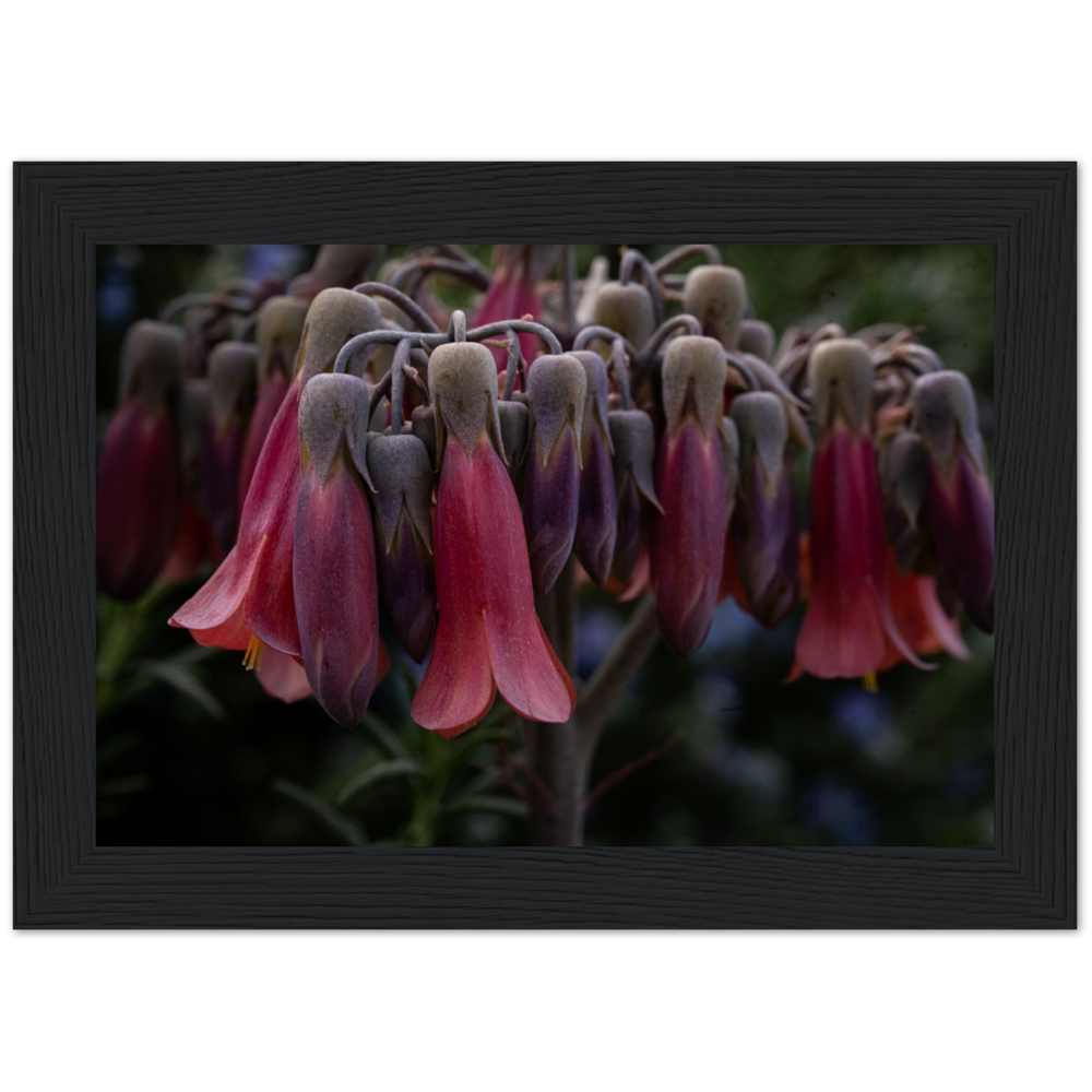 Mother of 1000 Flowers - Wooden Framed Poster