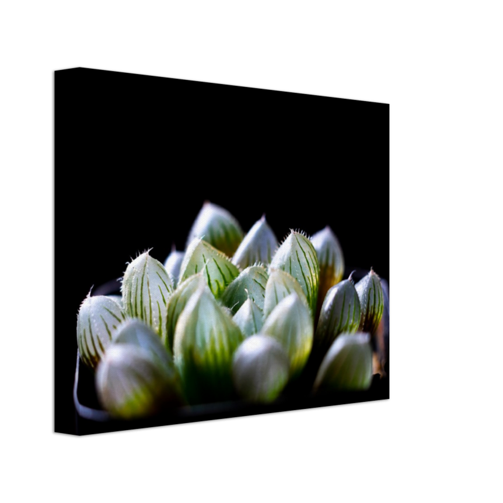 Haworthia Succulent - Canvas Print